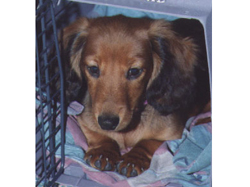 Remy Crate